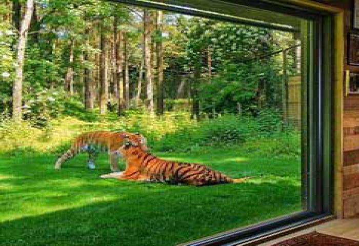Tidur Diantara Lalu Lalang Harimau